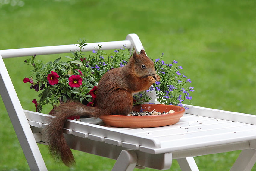 Animali, scoiattolo, fiori, cibo Sfondo HD