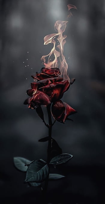 Aesthetic Rose On Fire Png, aesthetic fire HD phone wallpaper | Pxfuel