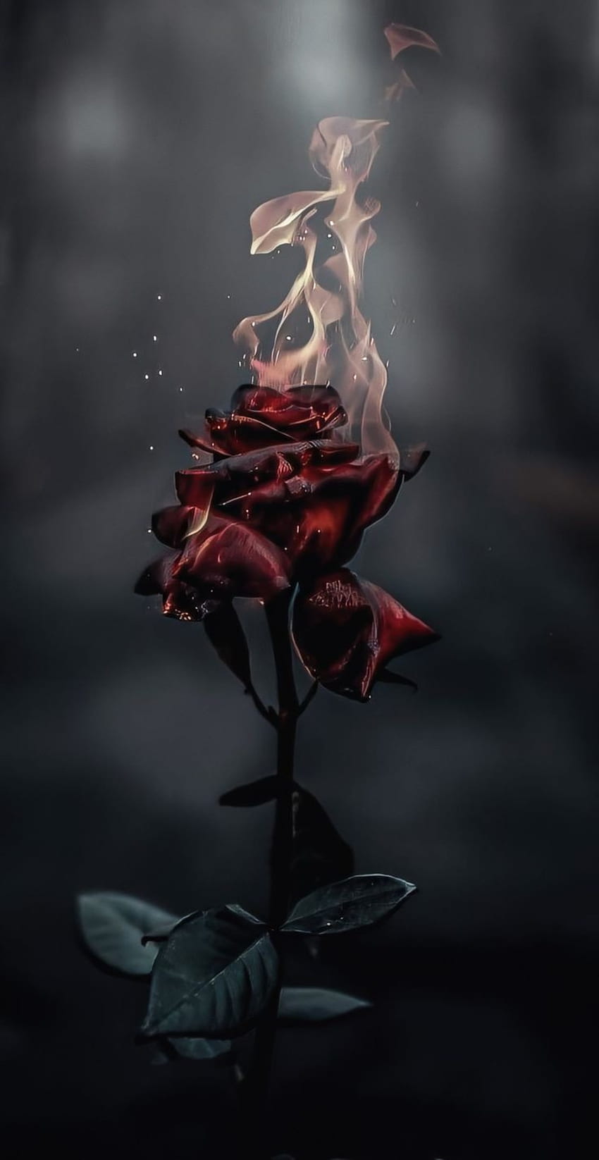 Mawar di Api, terbakar, kelopak wallpaper ponsel HD