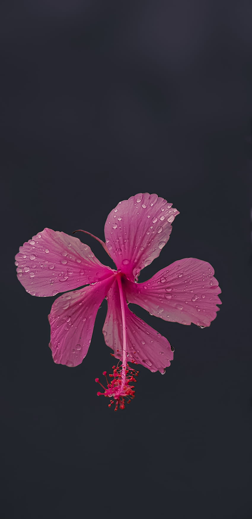 Pink flower, pinkflower HD phone wallpaper