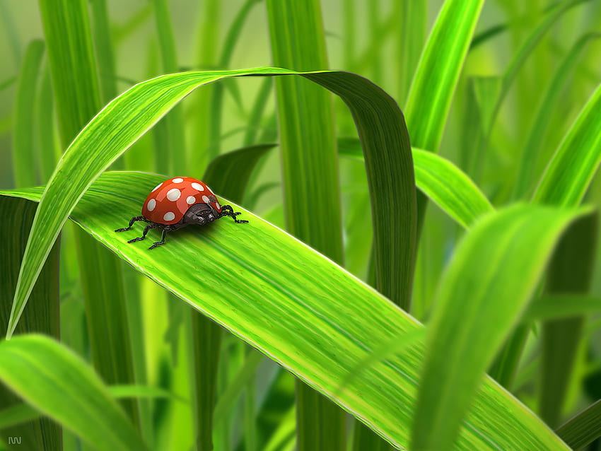 Serangga Kecil, rumput, serangga, hijau, kecil Wallpaper HD