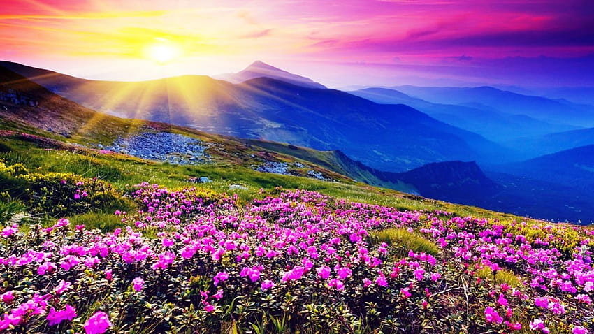 Purple Wild Flowers in the Sunset, purple, colors of nature, sky, nature, flowers, mountains, sun, sunset HD wallpaper