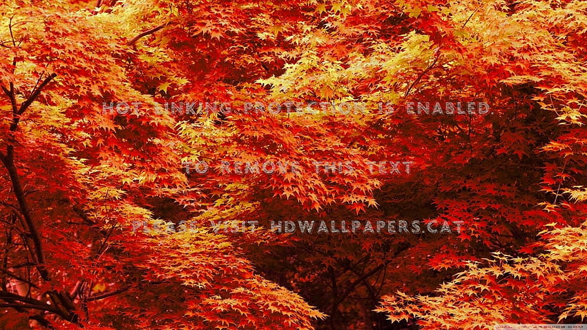 japanese maple trees fall leaves autumn HD wallpaper