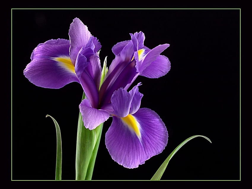 Royal Purple Iris f181 [] Tapeta HD