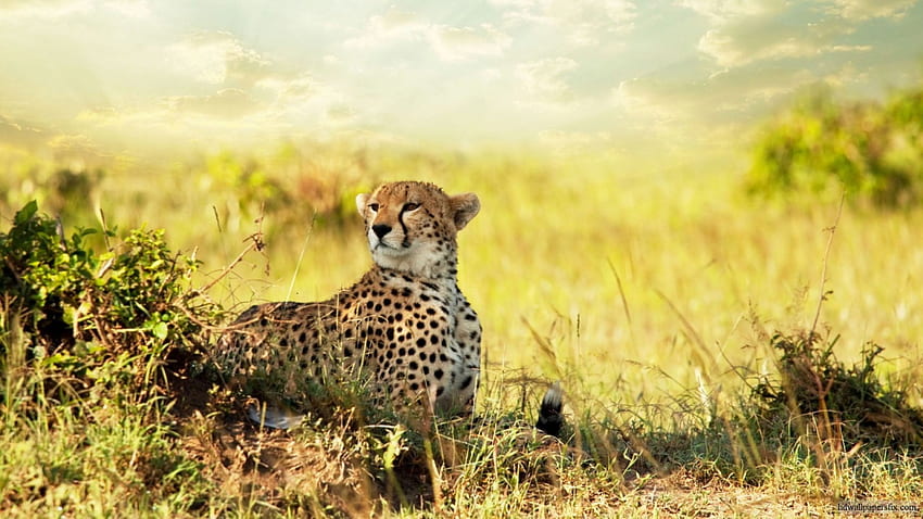 Cheetah, cat, wild, savannah HD wallpaper