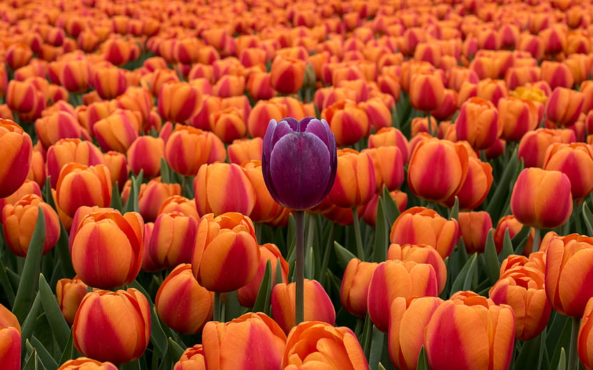 Fleurs, Tulipes, Violet, Parterre De Fleurs Fond d'écran HD