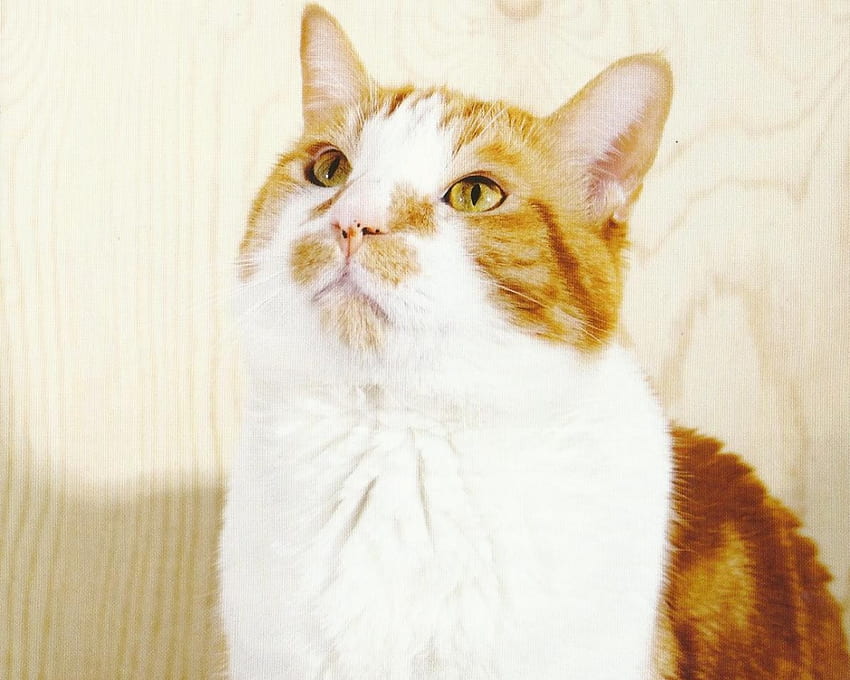 Cat, cute, feline, paws HD wallpaper