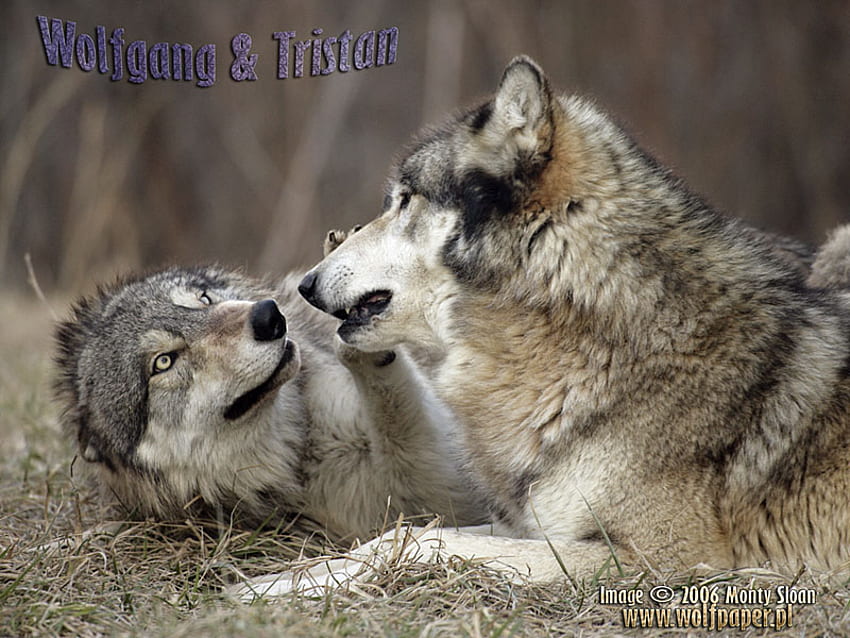BAWIĄCE SIĘ WILKI :), kocham wilki, wilki, zwierzęta, bawiące się wilki, psy, szary wilk, wilcze szczenięta Tapeta HD