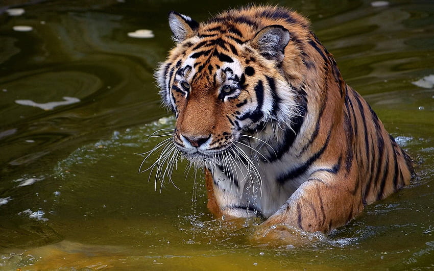 Zwierzęta, woda, kaganiec, drapieżnik, tygrys, kąpiel Tapeta HD