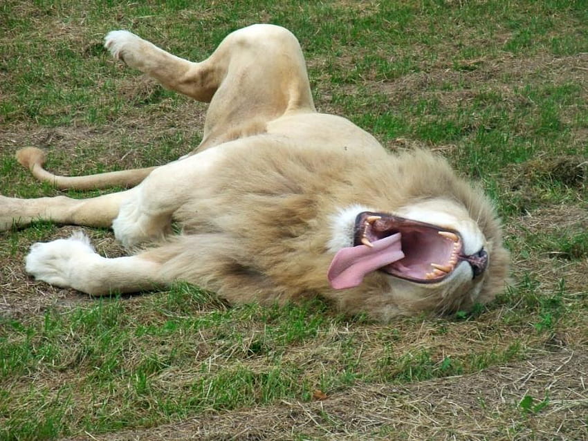 Huge Yawn, tongue out, yawning, animals, cats, lion HD wallpaper