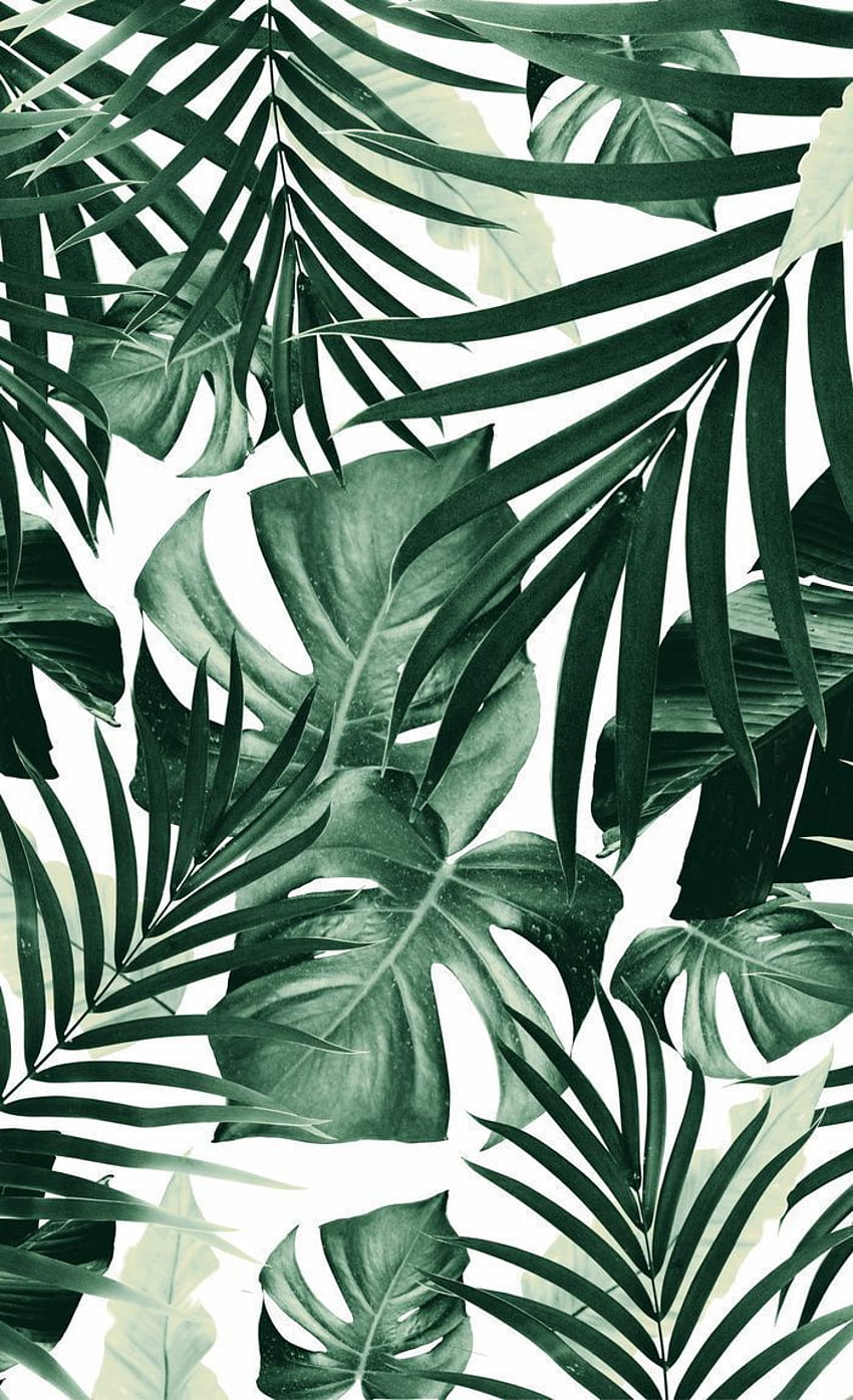 Download Big Green Leaves Aesthetic Phone Wallpaper  Wallpaperscom