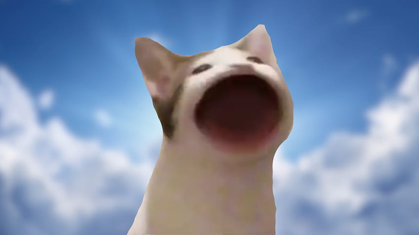 Cat Meme - binatang hidup [ ], Doggo Meme Wallpaper HD