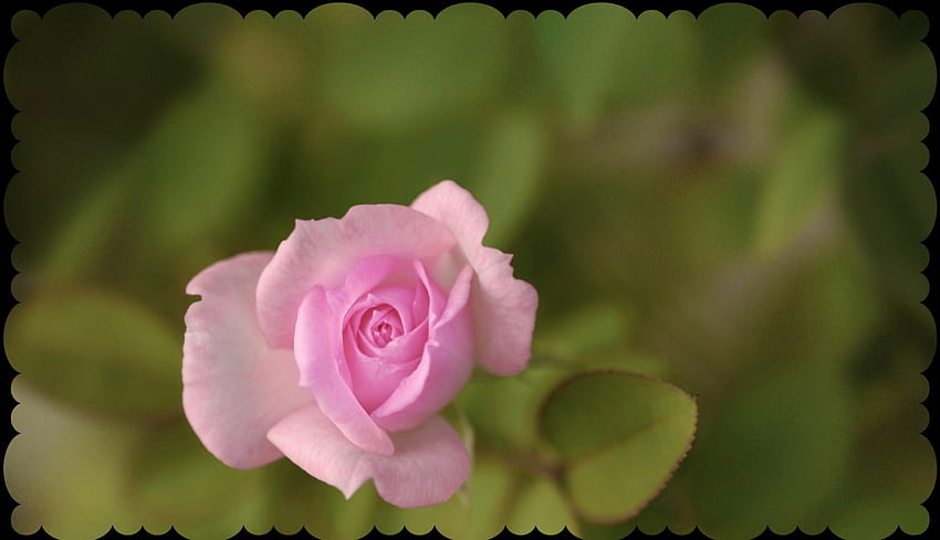 Rosa rosa, BELLEZZA, FIORI, ROSA, NATURA Sfondo HD