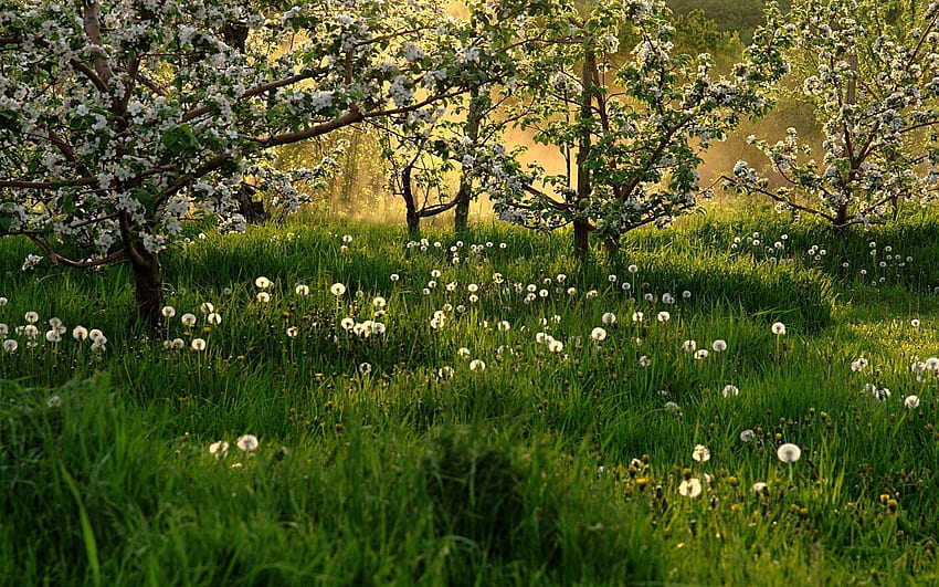 Nature, Trees, Grass, Dandelions, Bloom, Flowering, Spring HD wallpaper