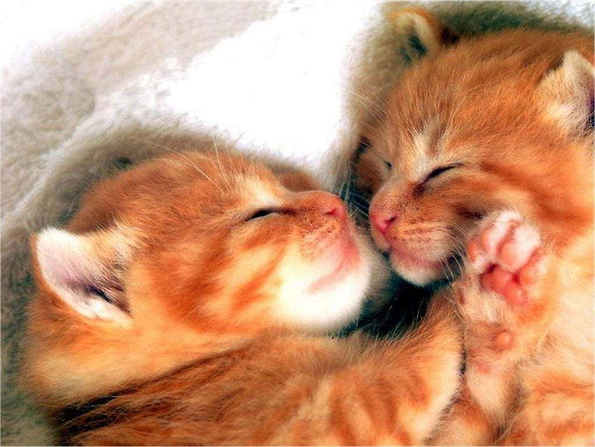 Pasangan Kucing Lucu Romantis - -, Cinta Kucing Lucu Wallpaper HD