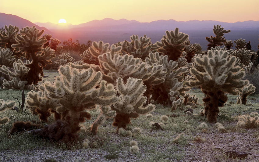 Sunset, sky, nature, cactus HD wallpaper | Pxfuel