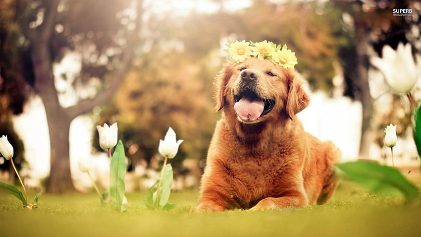 ~Happy-Go-Lucky~, dog, sweet, animal, content, loving, loyal, tulips, golden retriever, panting, pet, happy HD wallpaper