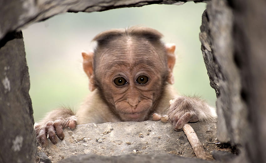 Monkey, animal, face, cute HD wallpaper