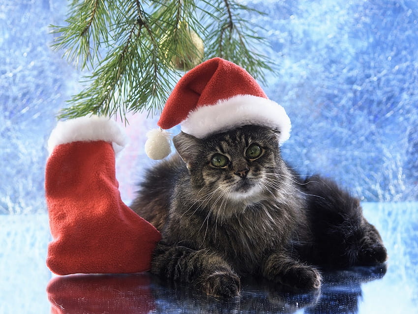Babbo Natale, blu, animale, craciun, daykiney, gatto, pisica, natale, rosso, babbo natale, cappello Sfondo HD