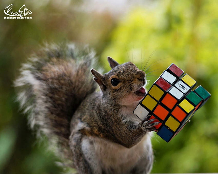 Puzzle expert, animal, max ellis, cute, funny, puzzle, veverita, squirrel HD wallpaper