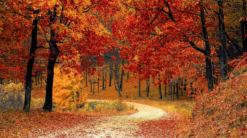 Otoño, Hojas rojas, Bosque, Vía, Paisaje, Otoño, Naturaleza, Pennsylvania Fall fondo de pantalla
