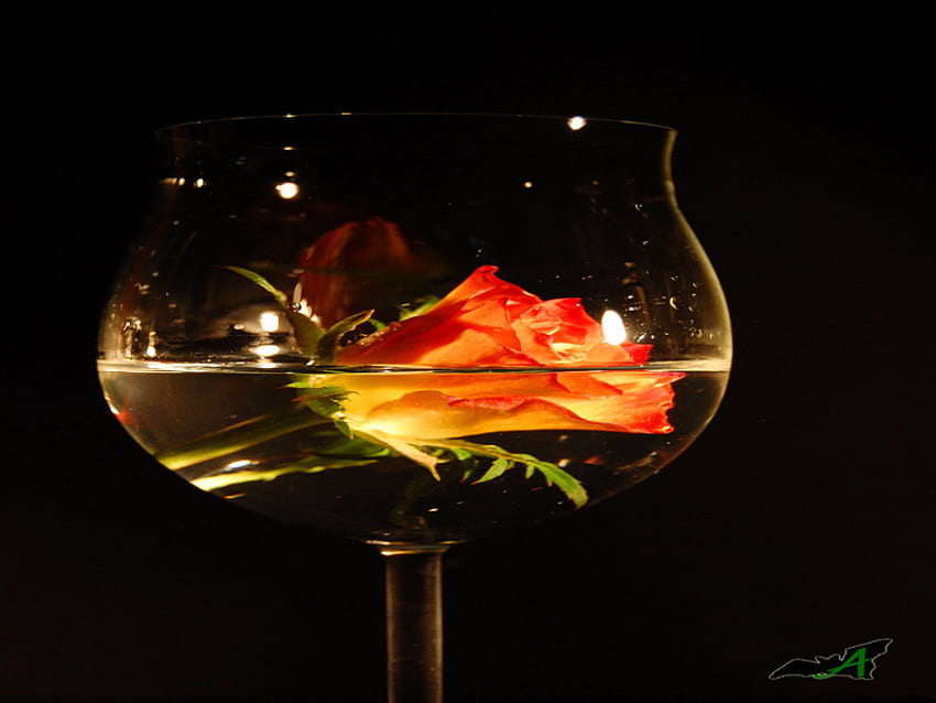 роза, стъкло, портокал, пъпка HD тапет