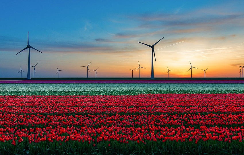 Feld, Tulpen, Windkraftanlagen für , Abschnitt пейзажи, Windkraftanlage HD-Hintergrundbild