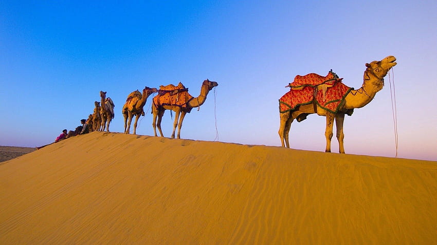 Animals, Desert, Camels, Campaign, Hike, Caravan HD wallpaper