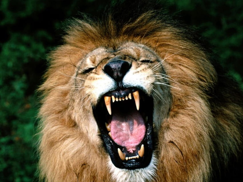 rugiente león africano, africano, rugiente, león fondo de pantalla
