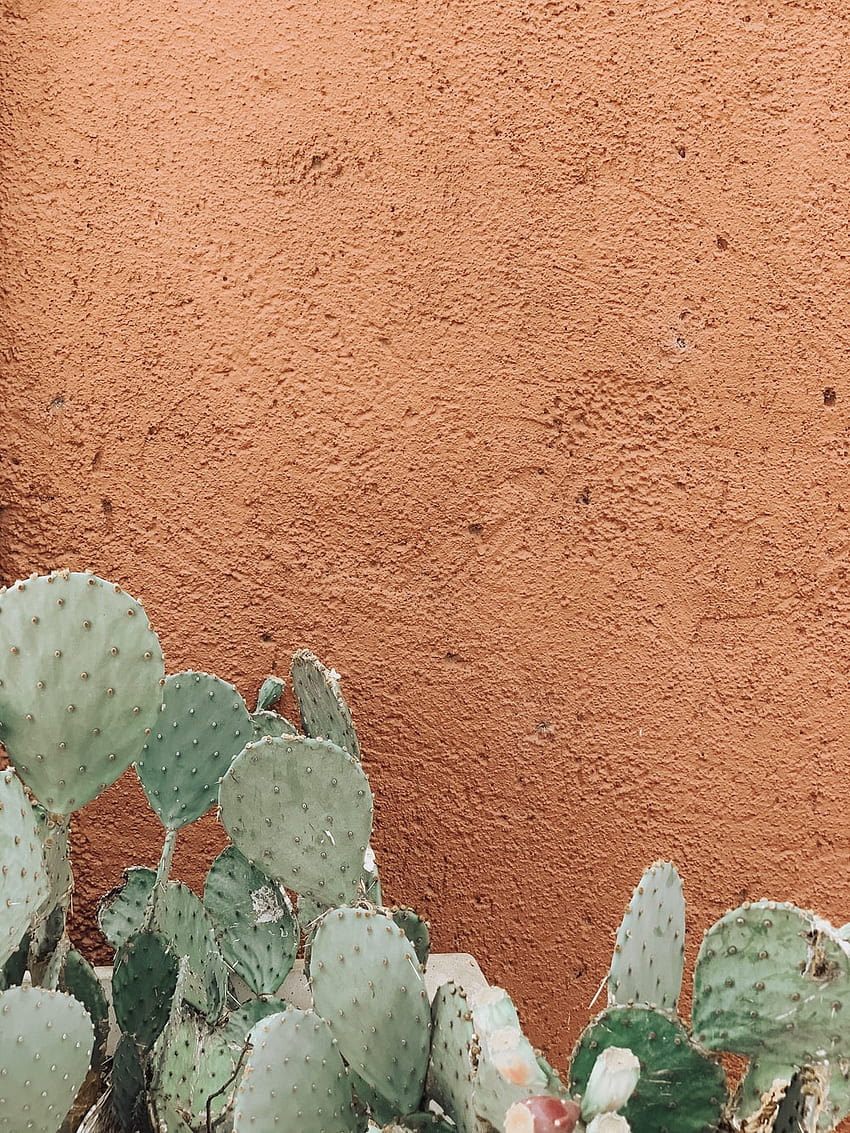 Kaktus, Meksyk Kaktus Tapeta na telefon HD