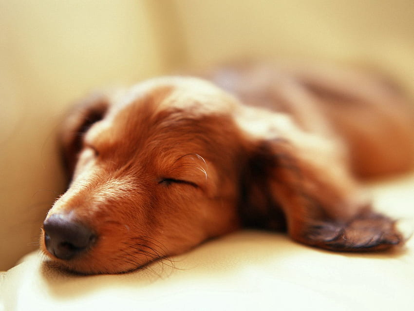 Animals, Fluffy, Dog, Muzzle, Sleep, Dream HD wallpaper