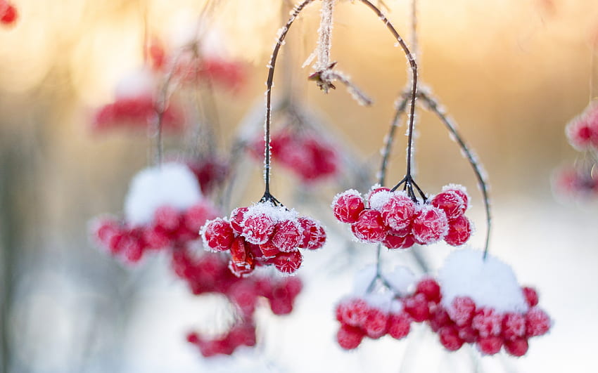 Berries, red, winter, white, frozen, iarna, fruit, nature, berry HD wallpaper