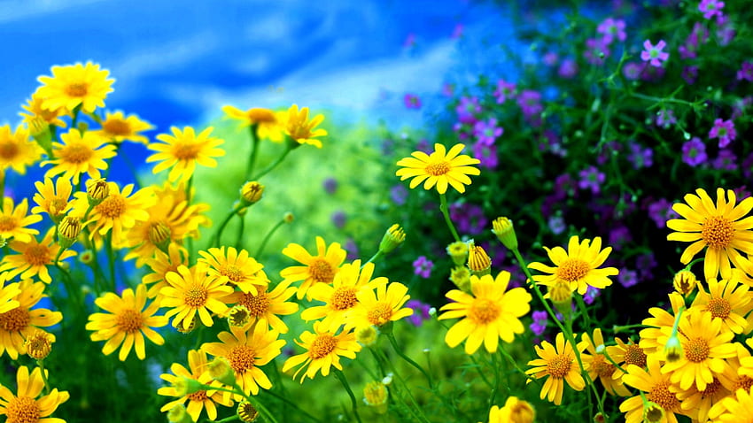 Żółte stokrotki, natura, kwiat, ładna, stokrotka Tapeta HD