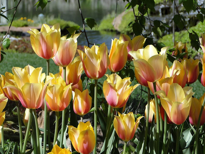 ดอกไม้, ดอกทิวลิป, สวนสาธารณะ, เตียงดอกไม้, เตียงดอกไม้, ยุบ, หลวม, สระน้ำ วอลล์เปเปอร์ HD