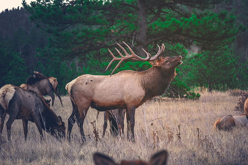 Animals, Grass, Stroll, Deer HD wallpaper