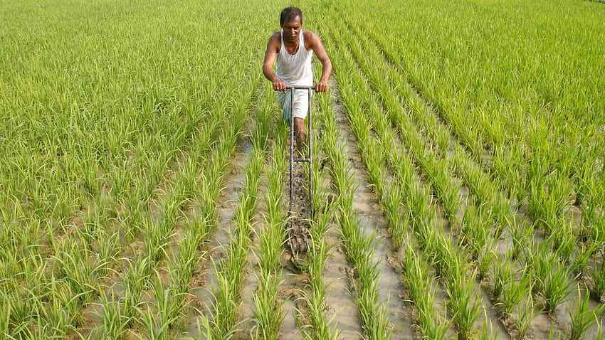 India's farmers aren't all the same, but government policies rarely reflect that, Indian Agriculture HD wallpaper