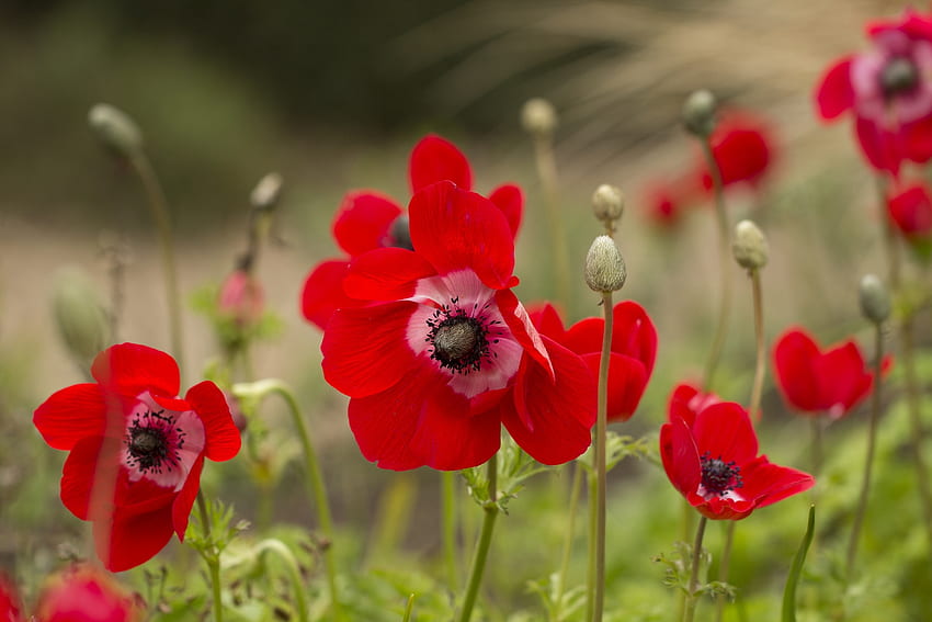 Poppies, poppy, bidang, bunga, hijau, merah, musim semi Wallpaper HD