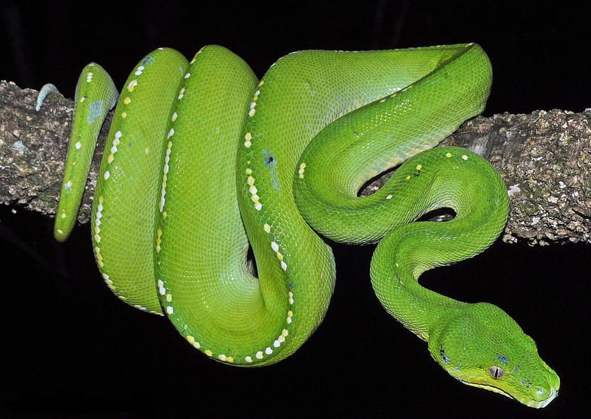 GREEN TREE PYTHON, serpent, écailles, python, vert Fond d'écran HD