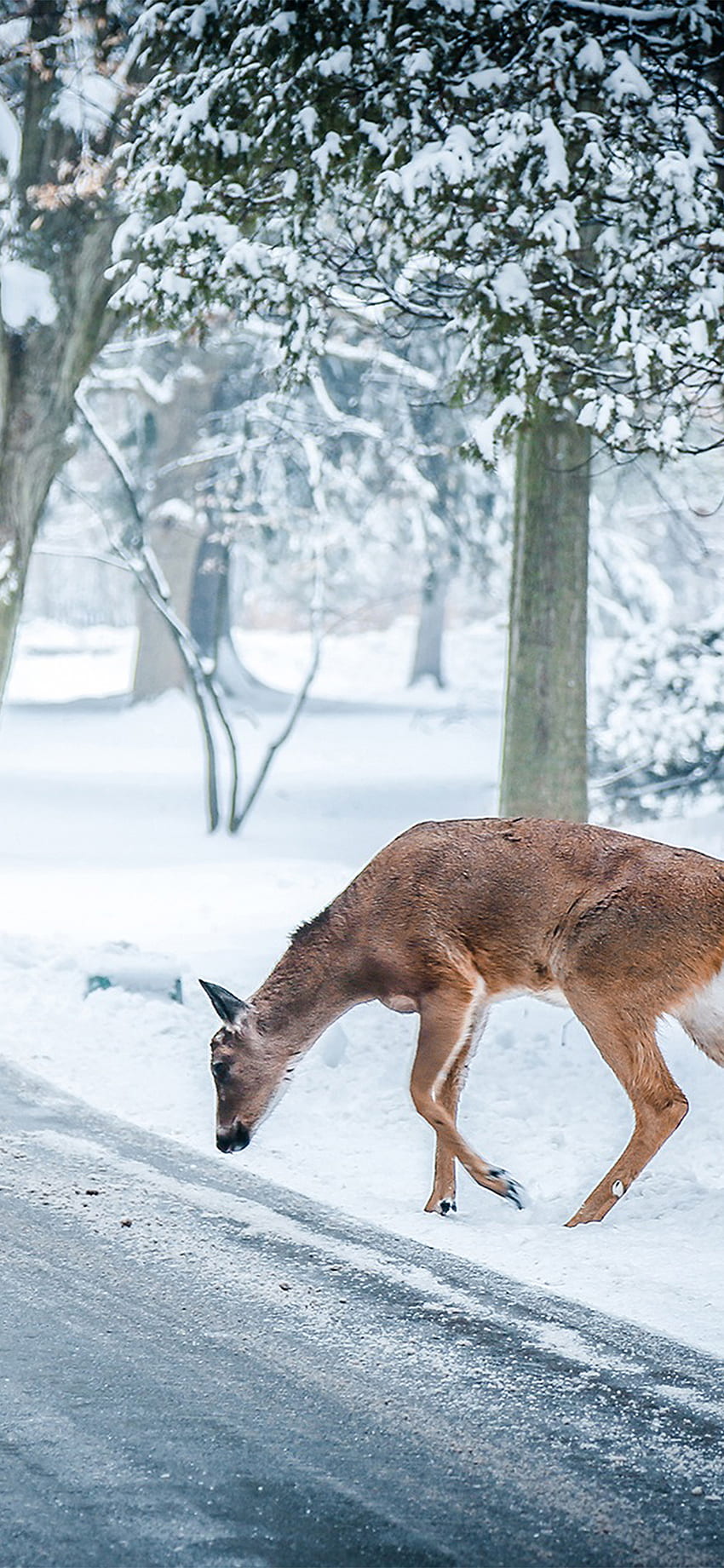 iPhone11. natale cervo strada neve inverno natura animale Sfondo del telefono HD