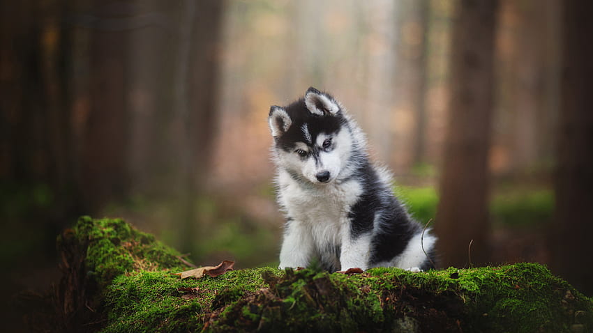 Black White Husky Dog Is Sitting In Blur Forest Background Dog HD wallpaper  | Pxfuel