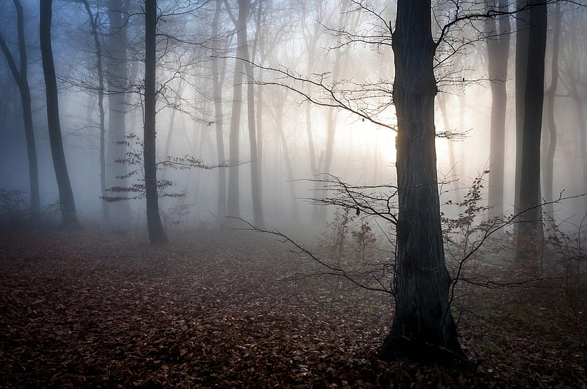 Natura, alberi, autunno, nebbia, Ungheria Sfondo HD