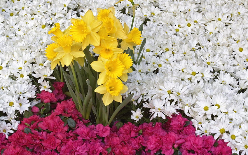 Flowers, Camomile, Narcissussi HD wallpaper