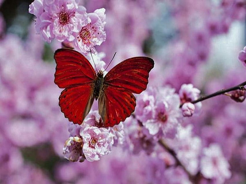 En la flor del ciruelo, rosa, mariposa, flores, ciruela, rojo y negro. fondo de pantalla