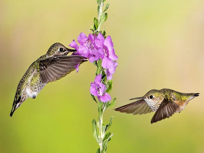 Beija-flores, Flores, Voar, Natureza, Dois papel de parede HD