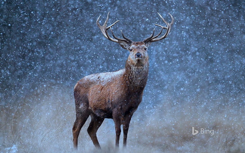 A Red Deer In The Snow / and Mobile Background HD wallpaper