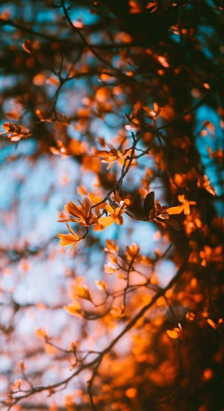 Mùa thu là mùa của những sự thay đổi, những cảm xúc mới lạ và những khoảnh khắc đáng nhớ. Autumn aesthetic là một chủ đề rất được yêu thích, nơi bạn có thể khám phá những bức ảnh đẹp nhất về mùa thu từ khắp nơi trên thế giới. Hãy để những hình ảnh này đưa bạn đến với những trải nghiệm tuyệt vời nhất của mùa thu.