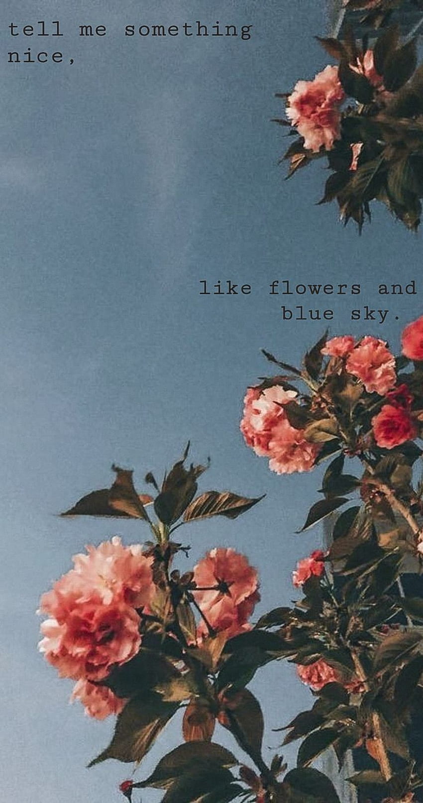 и. и през 2019 г. цитати, цвете, цвете естетически Tumblr HD тапет за телефон