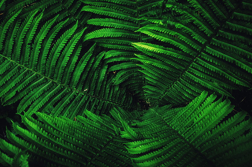 Fern's leaves, tree branches, green HD wallpaper