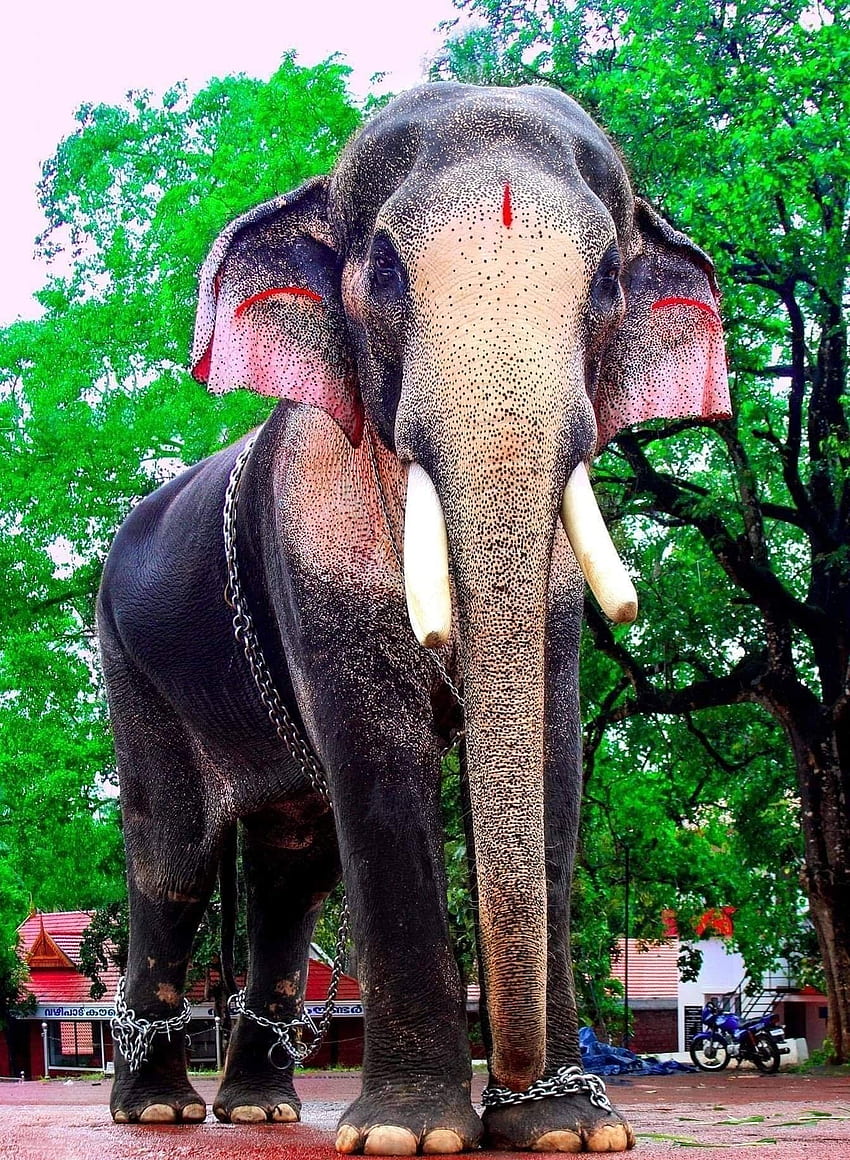 കലിയുഗ രാമൻ. Графика на слон, слон, слонове, слон от Керала HD тапет за телефон