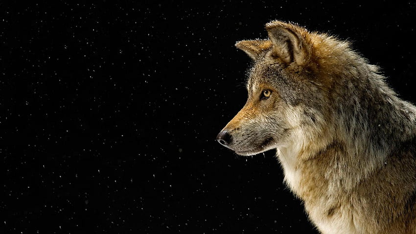 Canis lupus, Caniformia, Mammalia, Wolf, Carnivora, Canidae HD wallpaper